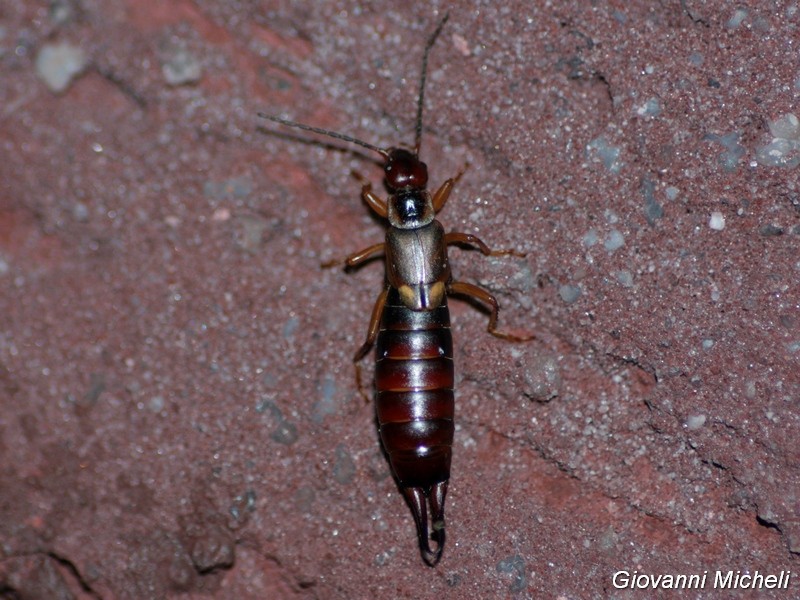 Forficula auricularia?